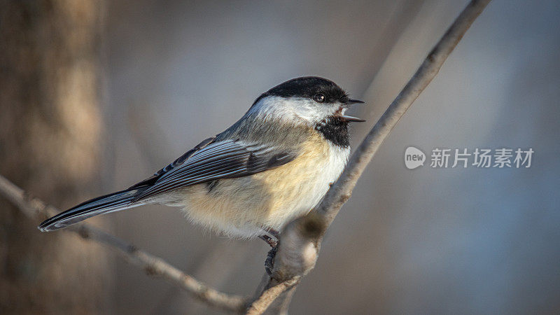 黑头山雀(Poecile atricapillus)，黑头山雀，黑头山雀。